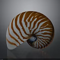 Nautilus Shell With Orange And White Stripes In Spiral Shape On Dark Background