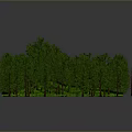 Green Forest Landscape With Dense Trees Lush Green Grass And Surrounding Trees In Square Area