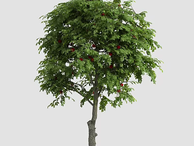Lush Arbor With Dense Green Leaves And Bright Red Fruits 3d model