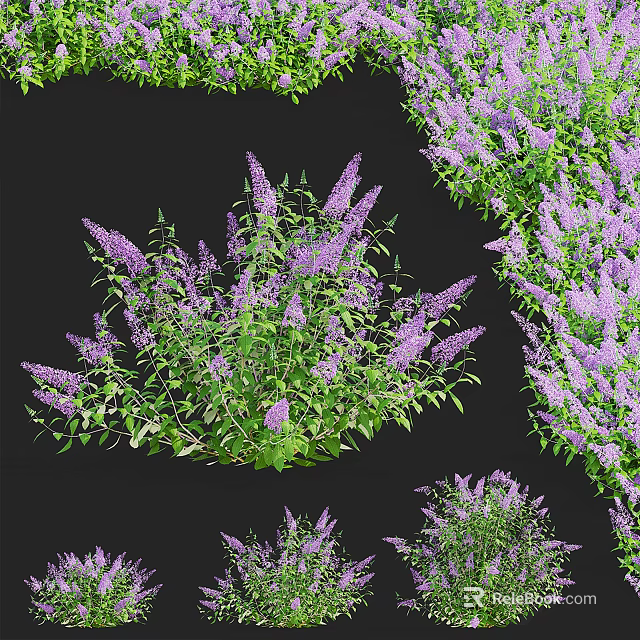 Purple Flowering Plants With Green Leaves In Clusters On Black Background 3d model 