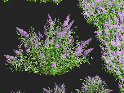 Purple Flowering Plants With Green Leaves In Clusters On Black Background 3d model