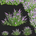Purple Flowering Plants With Green Leaves In Clusters On Black Background