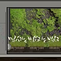 Indoor Living Plant Wall With Lush Moss And White Plants In Wooden Planters