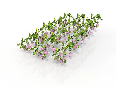 Fresh Pink Edible Fruits on Green Leafy Vines Naturally Grown 3d model