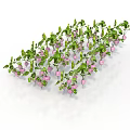 Fresh Pink Edible Fruits on Green Leafy Vines Naturally Grown