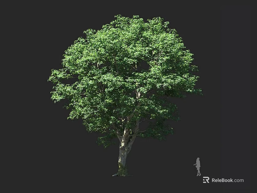 Tall Tree With Lush Green Leaves Thick Trunk And Human Figure For Scale 3d model 
