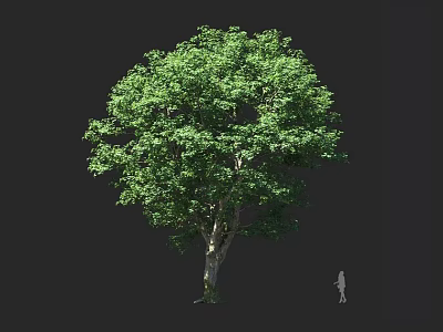 Tall Tree With Lush Green Leaves Thick Trunk And Human Figure For Scale 3d model