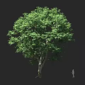 Tall Tree With Lush Green Leaves Thick Trunk And Human Figure For Scale