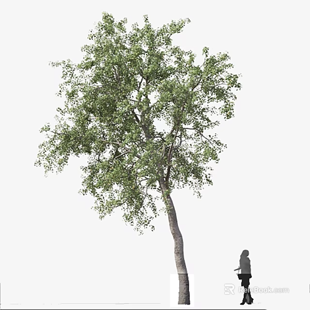 Majestic Tall Arbor with Thick Trunk Lush Green Foliage and Person Silhouette 3d model 