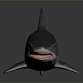 shark great white shark whale shark hammerhead shark tiger head shark man-eating shark blue shark coral red coral white coral 3d model