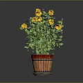 Potted Plant With Yellow Flowers And Green Leaves In Red Brown Barrel Planter