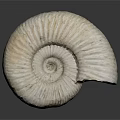 Ammonite Fossil Spiral Shell With Organ Like Structure And Hair Like Texture