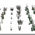 Colorful Assorted Flowers And Green Plants With Diverse Blooms And Lush Foliage