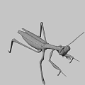 Realistic Green Praying Mantis 3D Model With Detailed Body Structure
