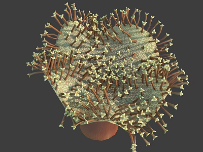 Colorful Sea Anemone Marine Creature With Long Tentacles And Brown Base 3d model