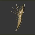 Detailed Golden Shrimp 3D Render With Antennae Legs On Gray Background