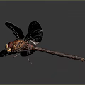 Modern Dragonfly Thin-winged Dragonfly Le Fairy Dragonfly Purple Red Dragonfly 3d model