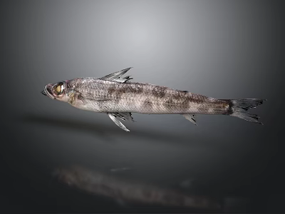 Fresh Gray And White Spotted Fish On Dark Background With Reflection 3d model