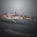 Fresh Gray And White Spotted Fish On Dark Background With Reflection