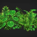 Lush Green Tropical Plants With Various Leaf Shapes Against Dark Background For Natural Decor