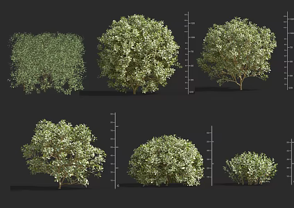Big-leaf boxwood ball shrub ball 3d model