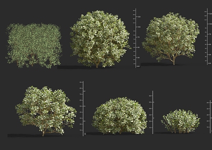 Big-leaf boxwood ball shrub ball 3d model