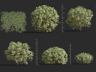 Big-leaf boxwood ball shrub ball 3d model