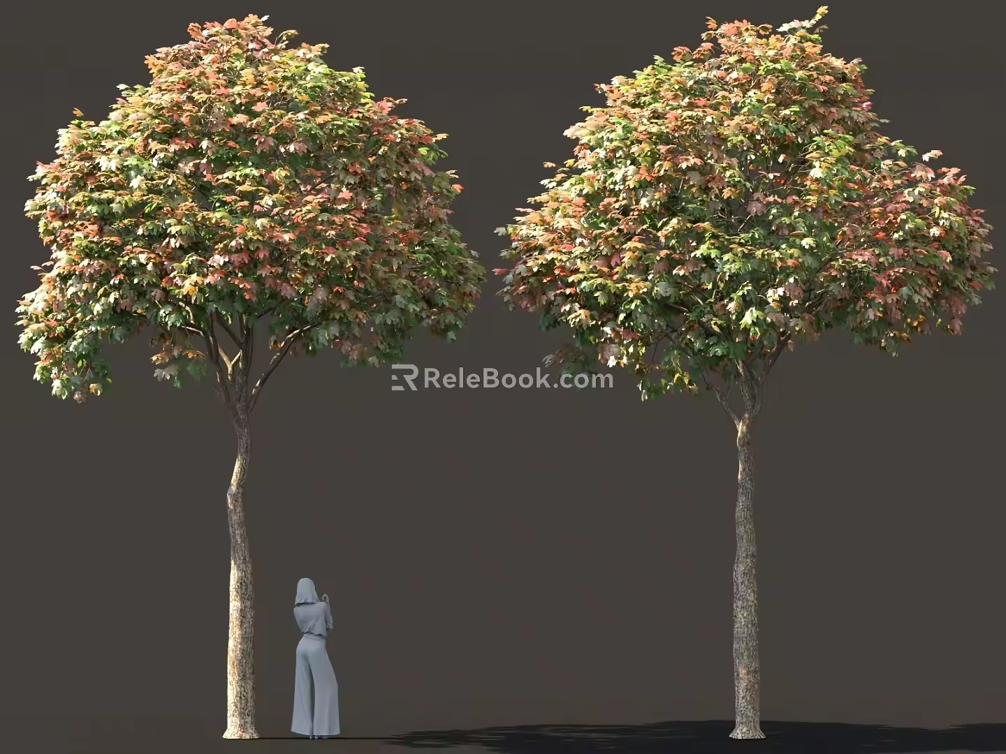 Buttonwood Maple Tree Autumn Greening Park Bird's View Tree Pool Street Trees 3d model
