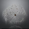Dandelion Seed Puff Structure Featuring White Fluffy Pappus And Brown Seeds