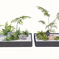 Bonsai Potted Plants With Ferns And Stones In Black Rectangular Containers