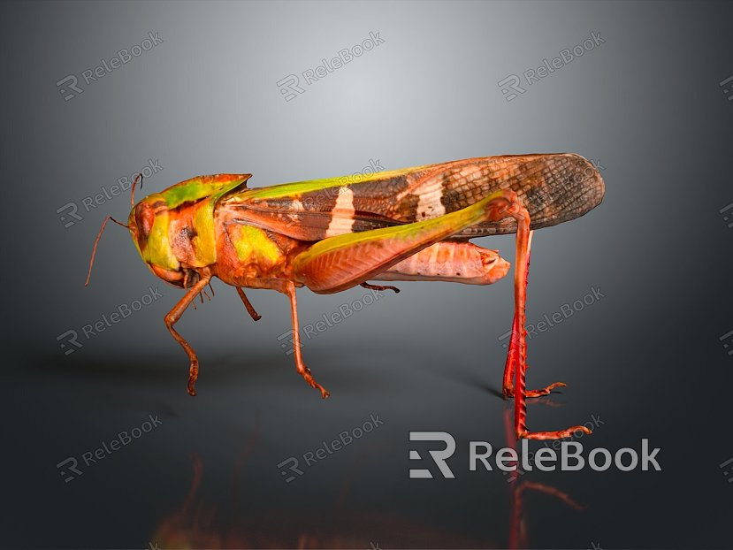 grasshopper insect cartoon locust animation locust anime locust anime game character model