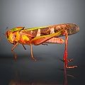 grasshopper insect cartoon locust animation locust anime locust anime game character 3d model