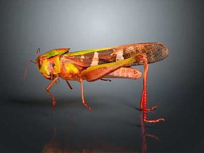 grasshopper insect cartoon locust animation locust anime locust anime game character 3d model