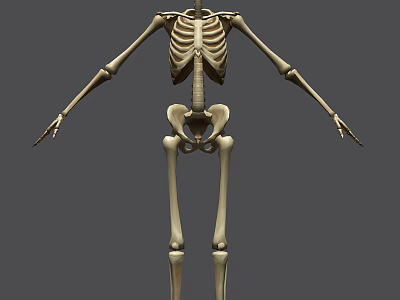 Human Skeleton Limbs Anatomical Model Showing Upper And Lower Extremities Structure 3d model