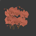 Pink Orchids With Multiple Blooms Stems And Buds On Dark Background