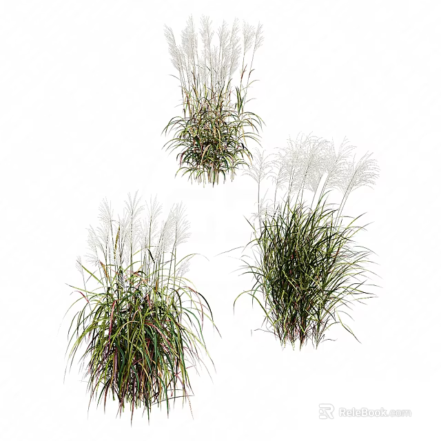 Ornamental Grasses with White Plumes and Green Leaves in Various Natural Forms 3d model 