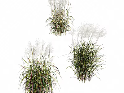 Ornamental Grasses with White Plumes and Green Leaves in Various Natural Forms 3d model