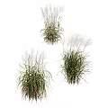 Ornamental Grasses with White Plumes and Green Leaves in Various Natural Forms