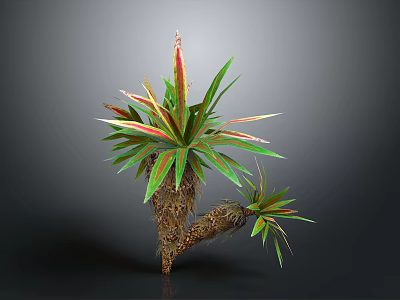 Decorative Ornamental Plant With Green And Red Sword Shaped Leaves And Thick Woody Stem 3d model