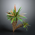 Decorative Ornamental Plant With Green And Red Sword Shaped Leaves And Thick Woody Stem