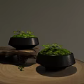 Lush Green Moss Decorative Plants In Black Bowls On Natural Wood Base