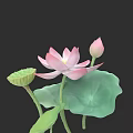 Fresh Pink Blooming Lotus Flower With Bud Green Leaf And Seed Pod