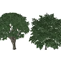 Tall Arbor Trees With Lush Green Foliage And Strong Trunks On White Background