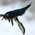Ancient Sea Creature With Black Body Orange Markings Large Claws And Spiked Tail