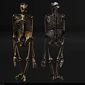 Anatomical Human Skeleton Models Front And Back View Detailed Structure