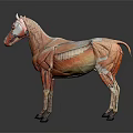 Detailed Horse Anatomy Model Showing Muscle Structure Organ Details And Hair Traits
