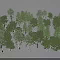 Various Arbor Species In Natural Landscape With Green Foliage And Tall Trunks