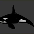 Orca Black And White Marine Animal Swimming With Distinctive Dorsal Fin And Pectoral Flippers