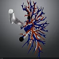 3D Rendering of Organ Structure with Hair Like Red Blue Blood Vessels and White Bone