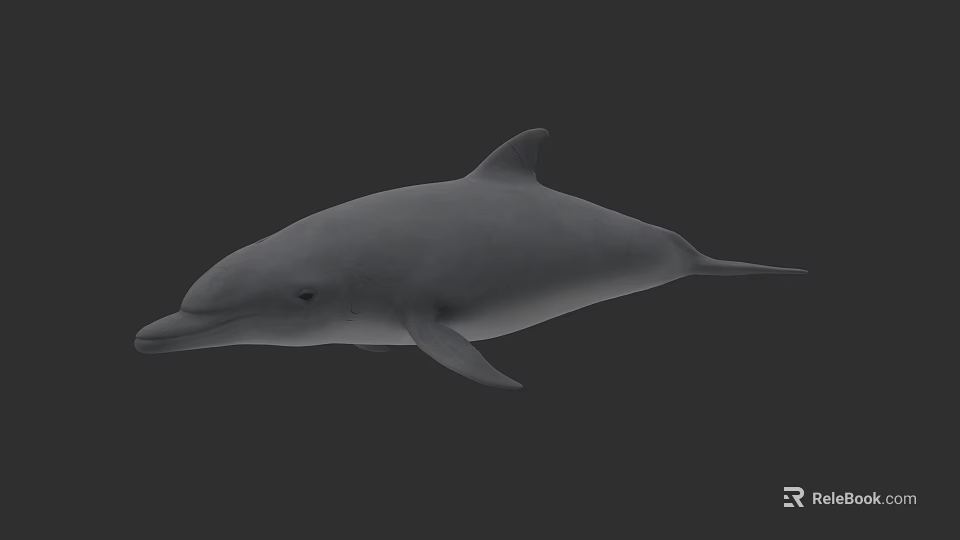 Graceful Grey Dolphin Marine Mammal Swimming In Clear Ocean Water 3d model 